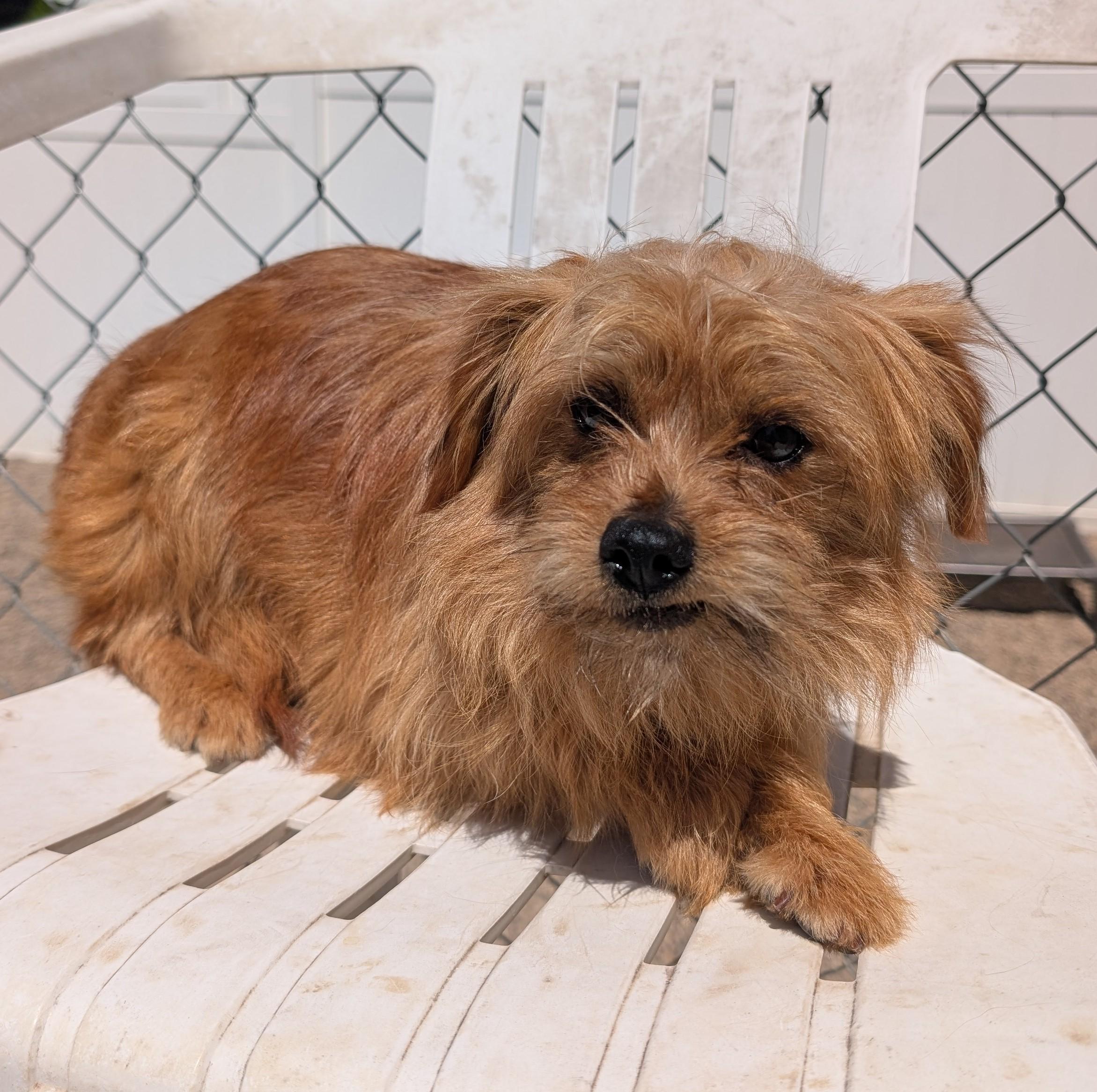 Sly, adoptable, Adult Male Terrier.