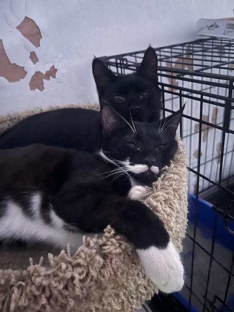 Tiny Tim (black) & Tortoise (black & white), Adoptable, Young Male Domestic Short Hair.
