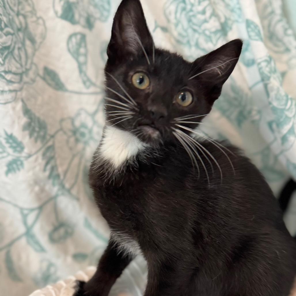 Enlarge Catpuccino, a Adoptable Domestic Short Hair in TITUSVILLE, FL image 1/1