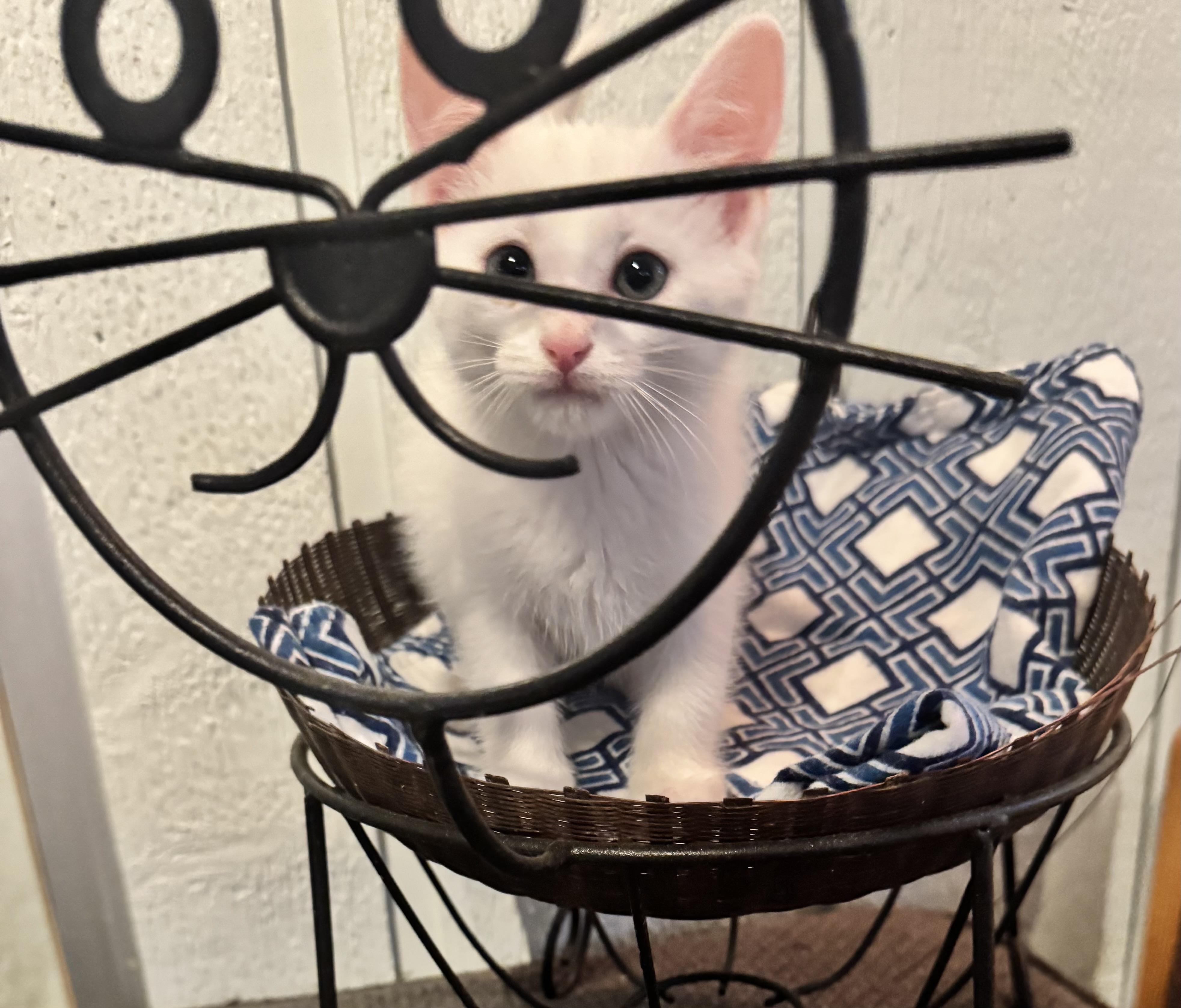 Catticus, an adopted Domestic Medium Hair in Saginaw, MI image 2/2