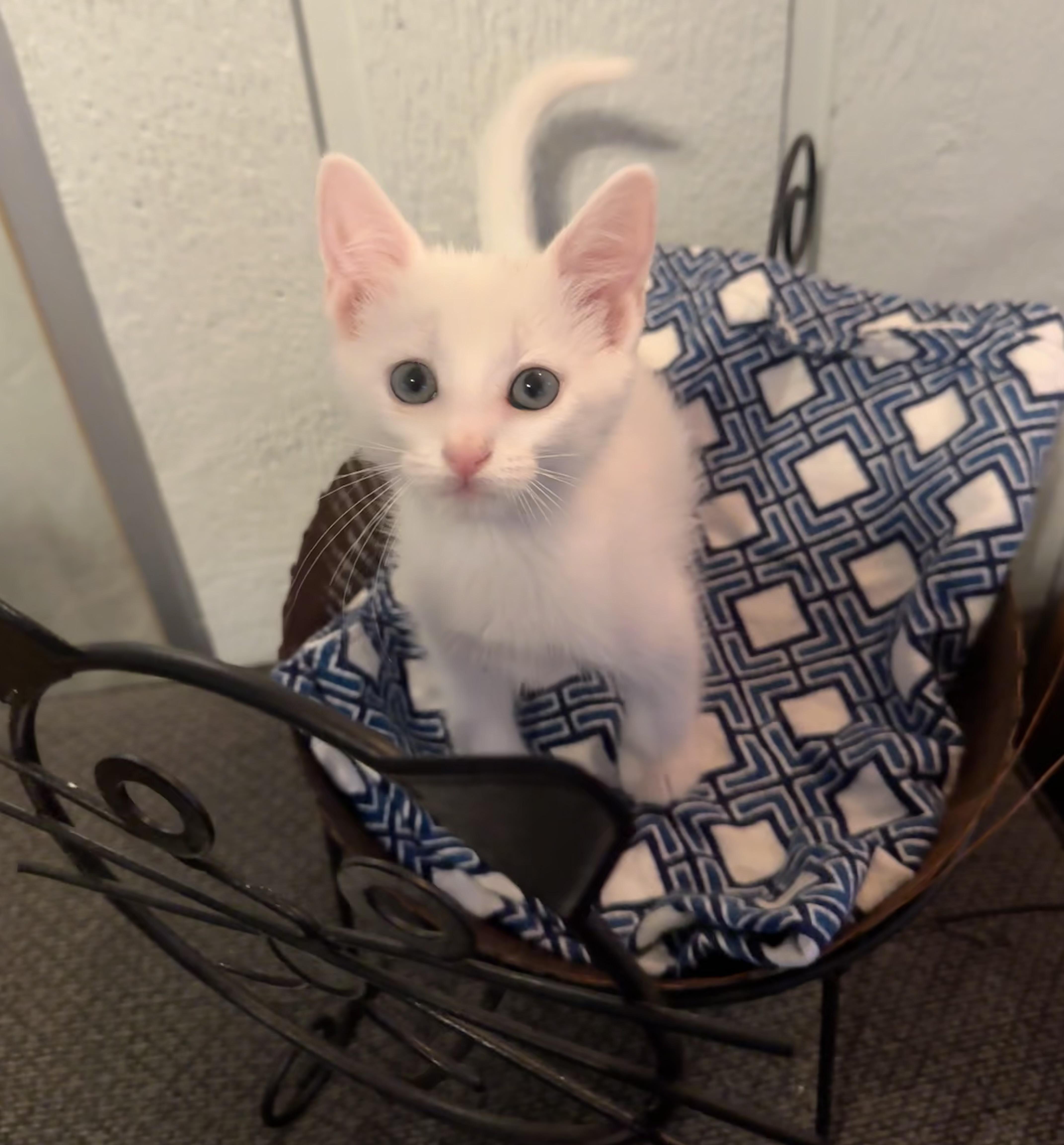 Catticus, adopted, Kitten Male Domestic Medium Hair.