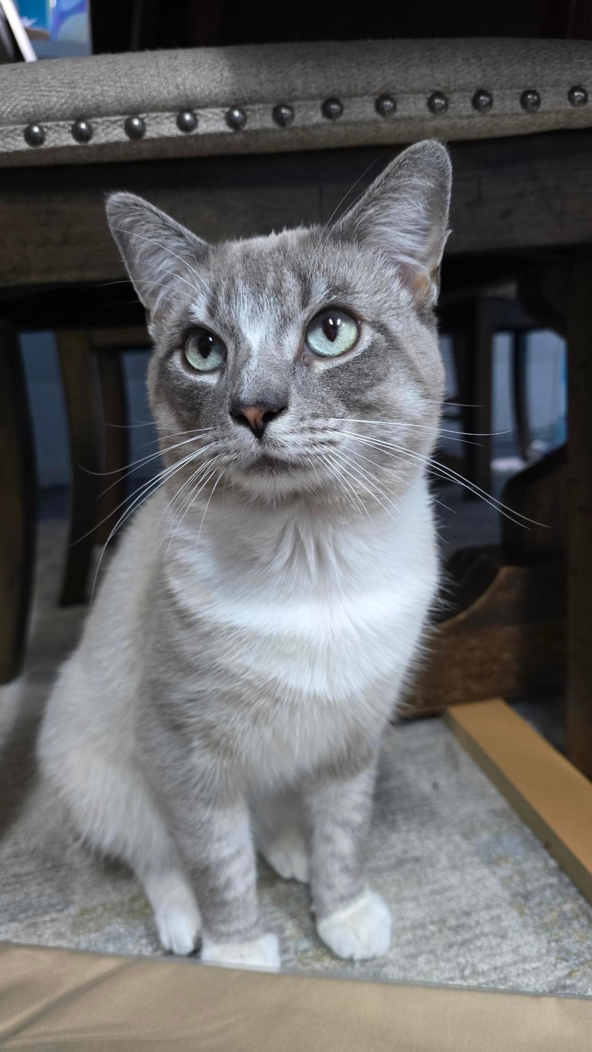 Enlarge Rowan, a Adoptable mixed breed in Massillon, OH image 2/2