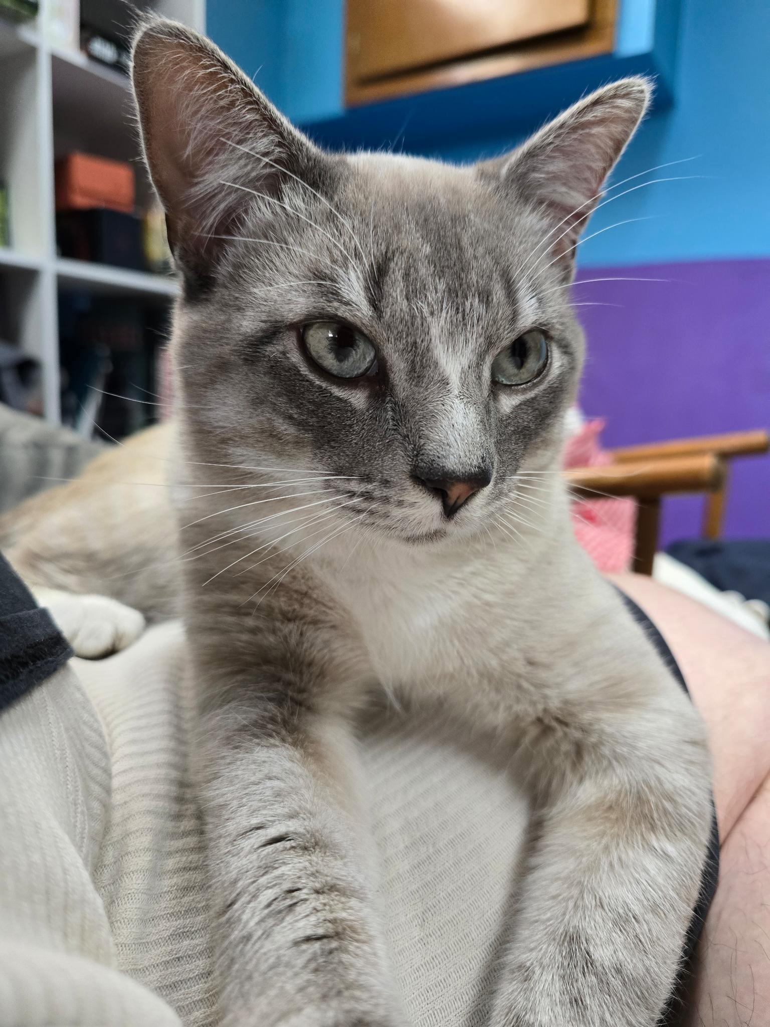 Rowan, Adoptable, Adult Male Domestic Short Hair & Siamese.