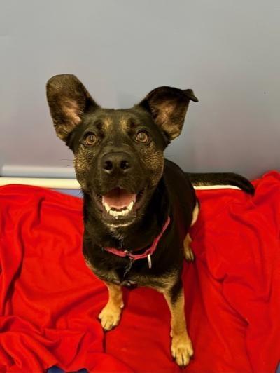 Harley, a Adoptable mixed breed in Winter Haven, FL image 1/2