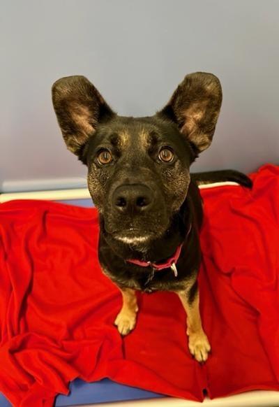 Harley, a Adoptable mixed breed in Winter Haven, FL image 2/2