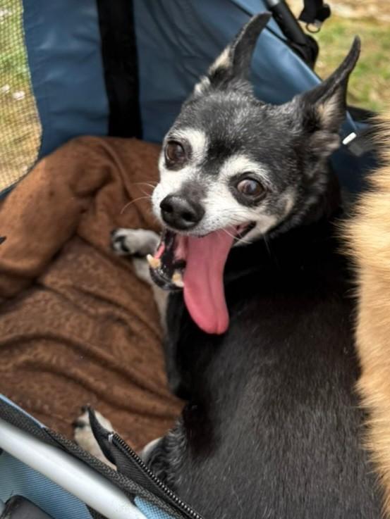Enlarge Timmy, an adopted Chihuahua in Mount Juliet, TN image 1/1