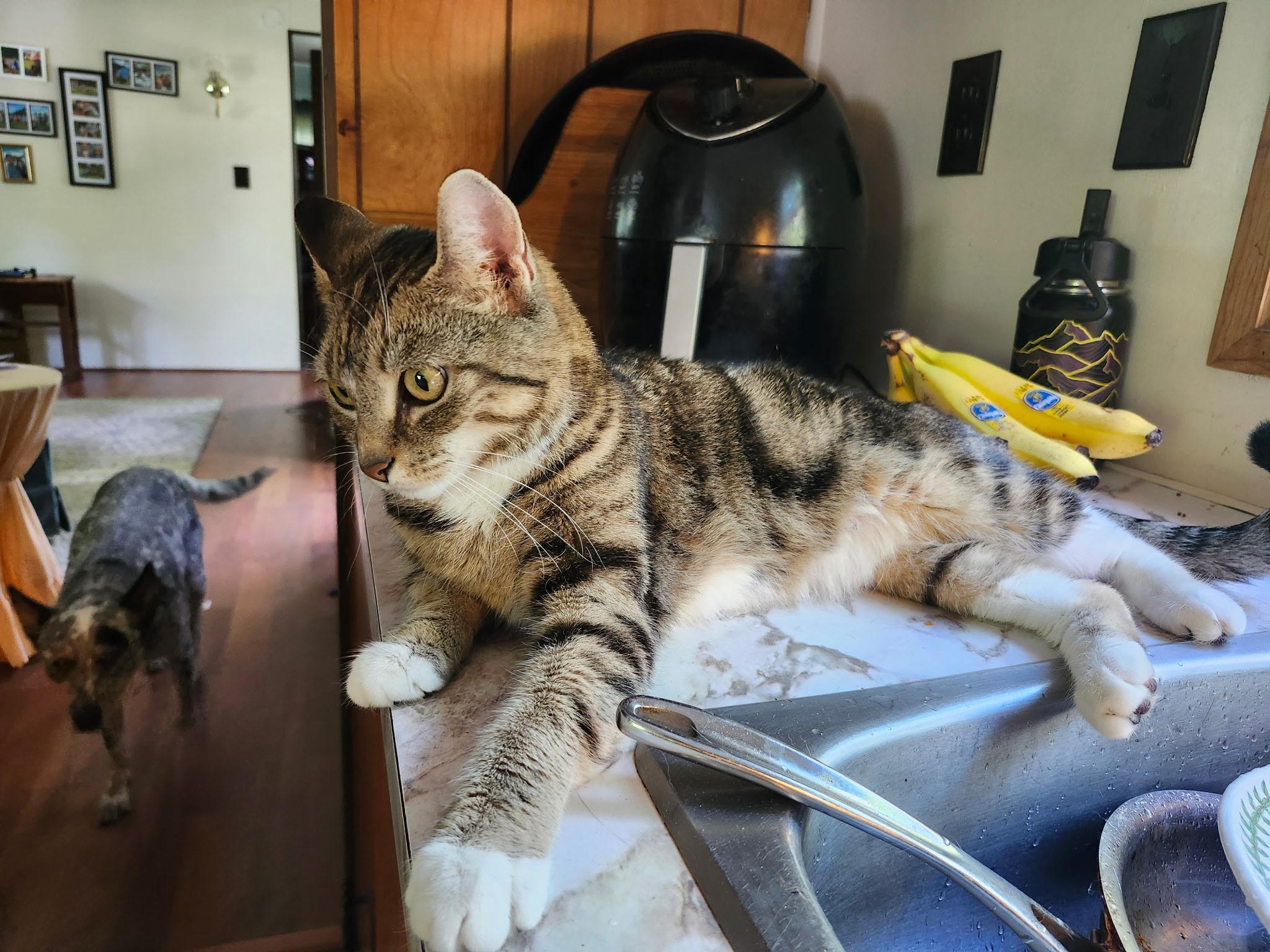 Honey, a ADOPTABLE Domestic Short Hair in Kennebunk , ME image 4/5