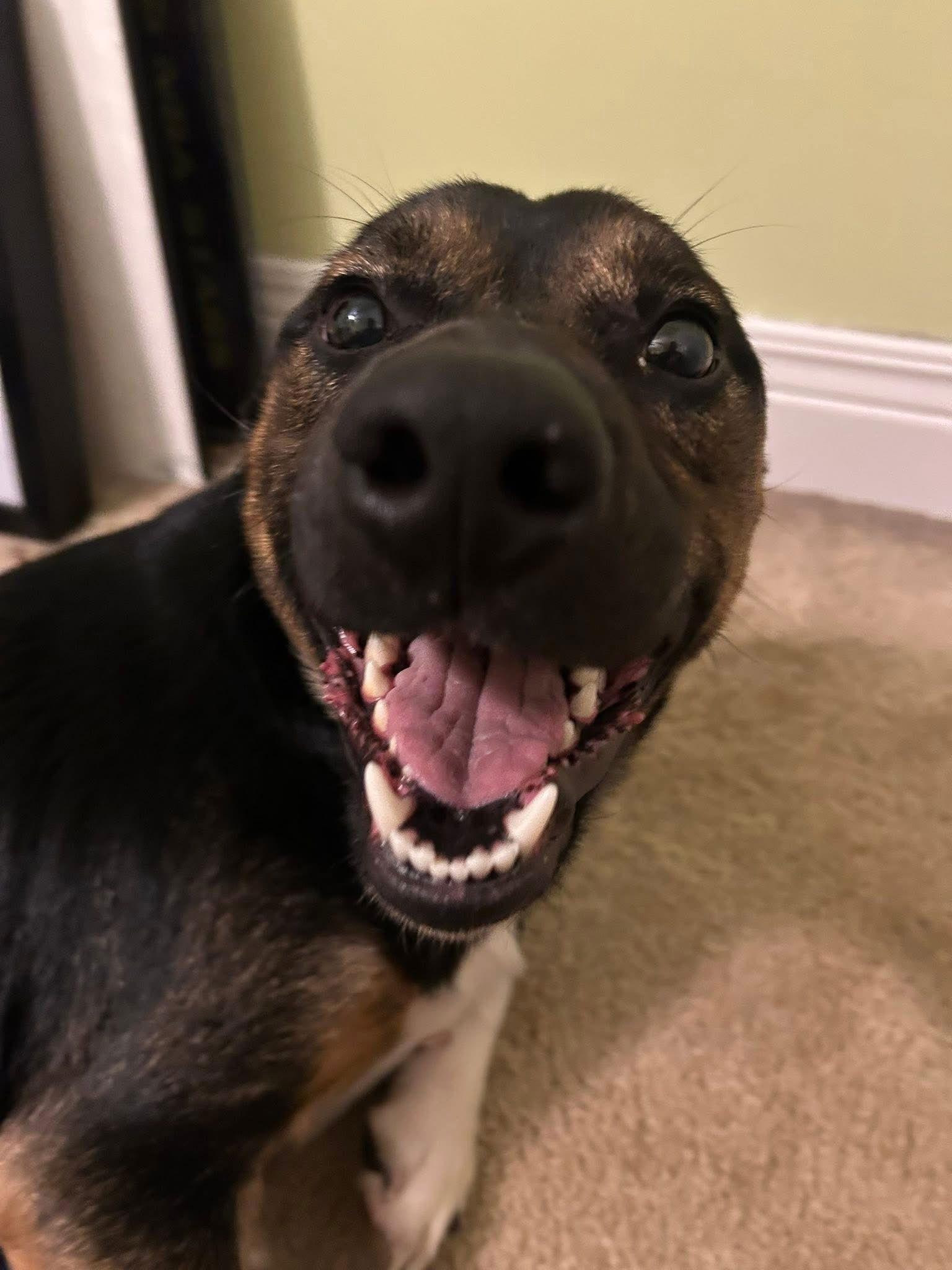 Mccallister thumbnail 3