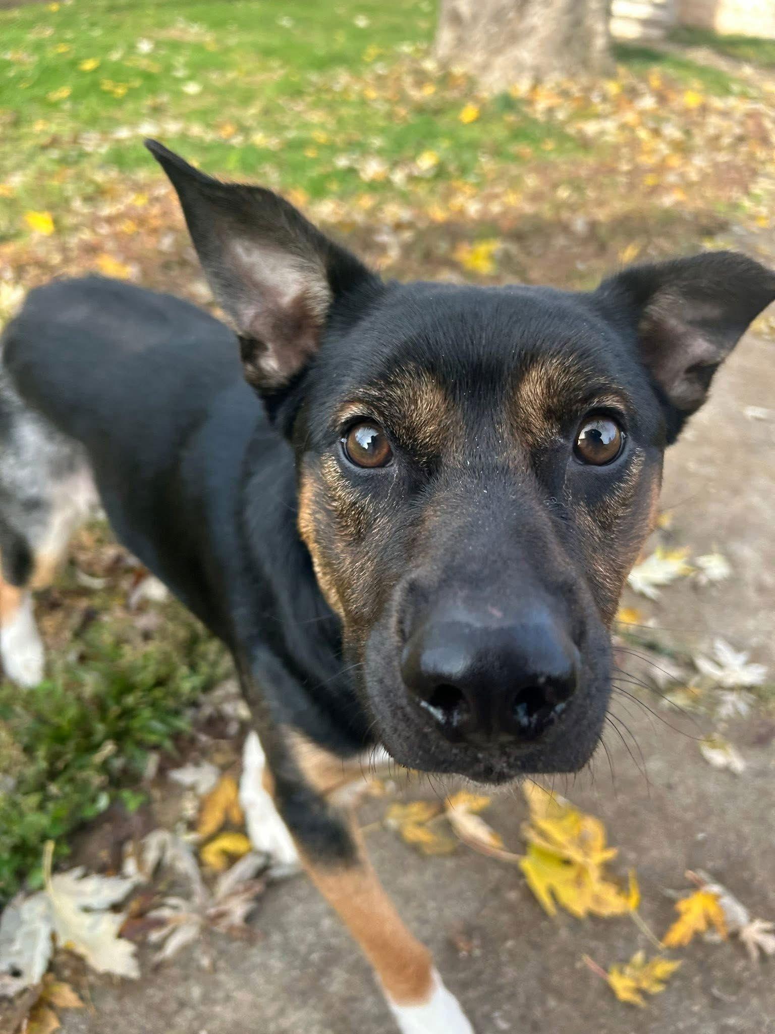 Mccallister thumbnail 4