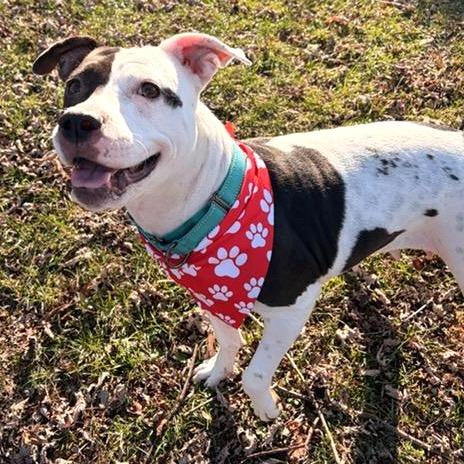 Sweet Pea, Adoptable, Adult Female Pit Bull Terrier.