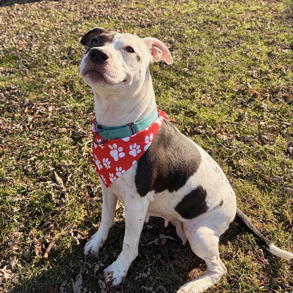 Enlarge Sweet Pea, a Adoptable Pit Bull Terrier in Johnson City, TN image 3/3