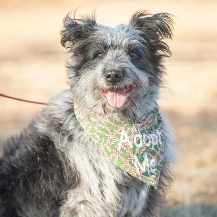 Minnow — thumbnail 2