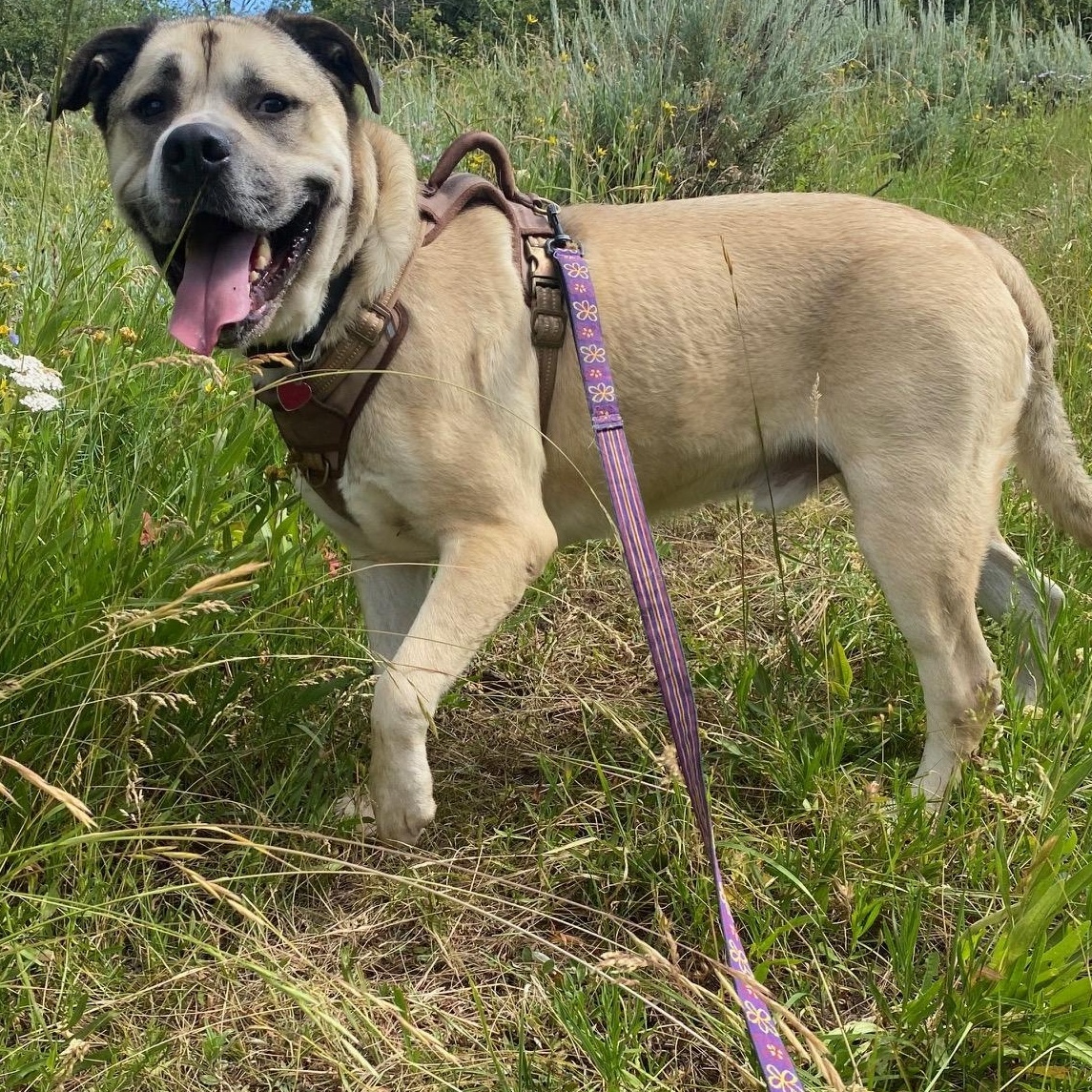 Polo, a Adoptable mixed breed in Thayne, WY image 4/6