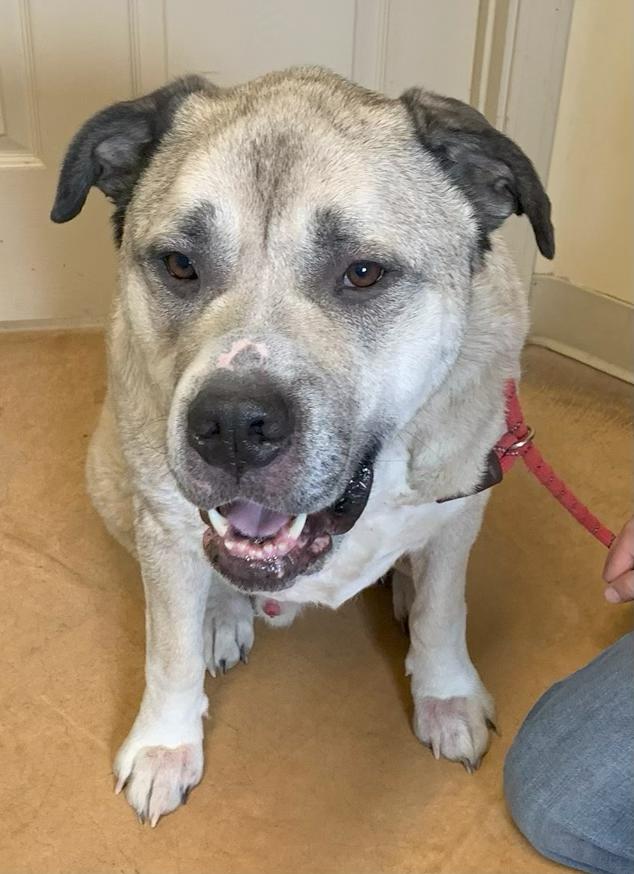 Polo, an adoptable Mastiff, Great Pyrenees in Thayne, WY, 83127 | Photo Image 2