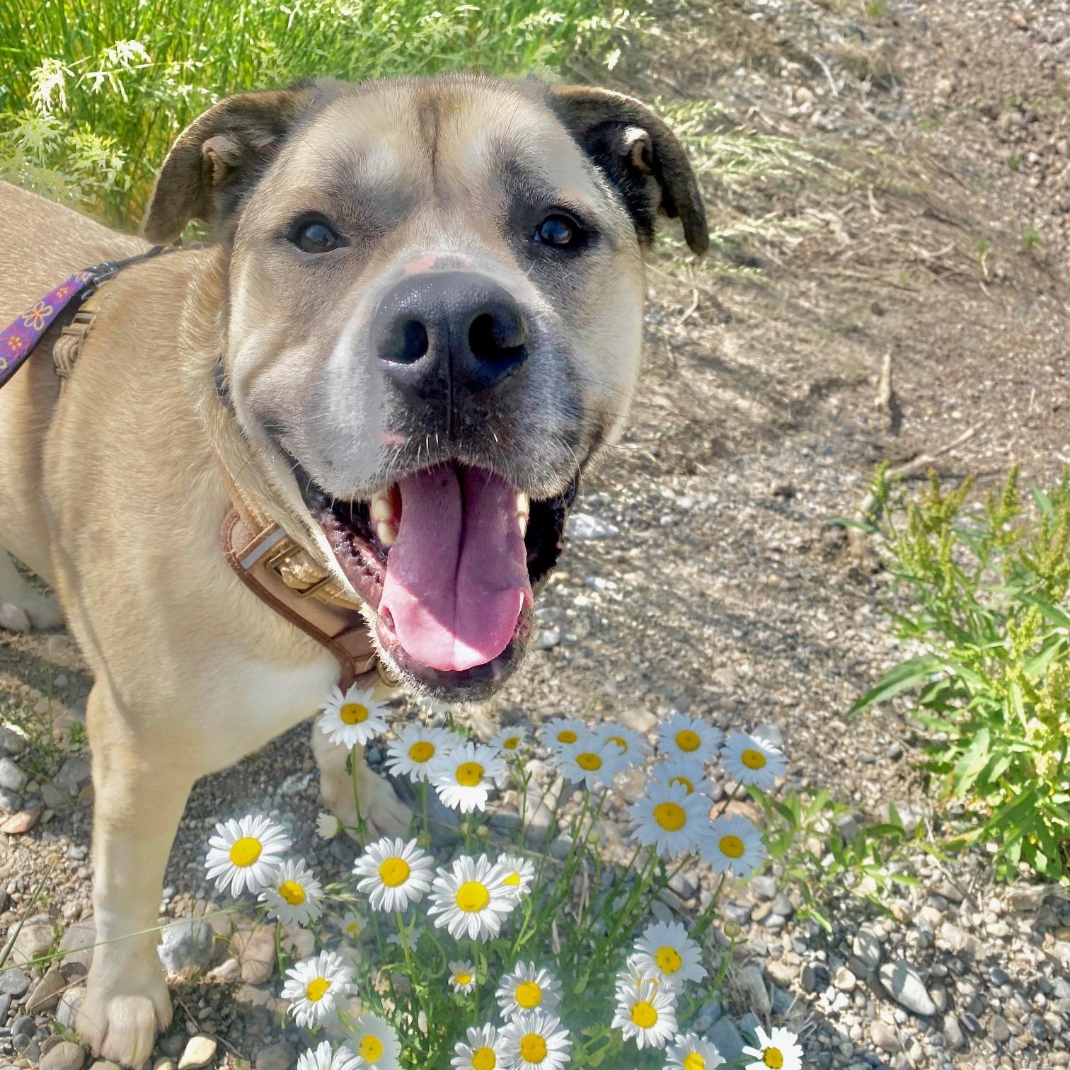 Polo, a Adoptable mixed breed in Thayne, WY image 2/6