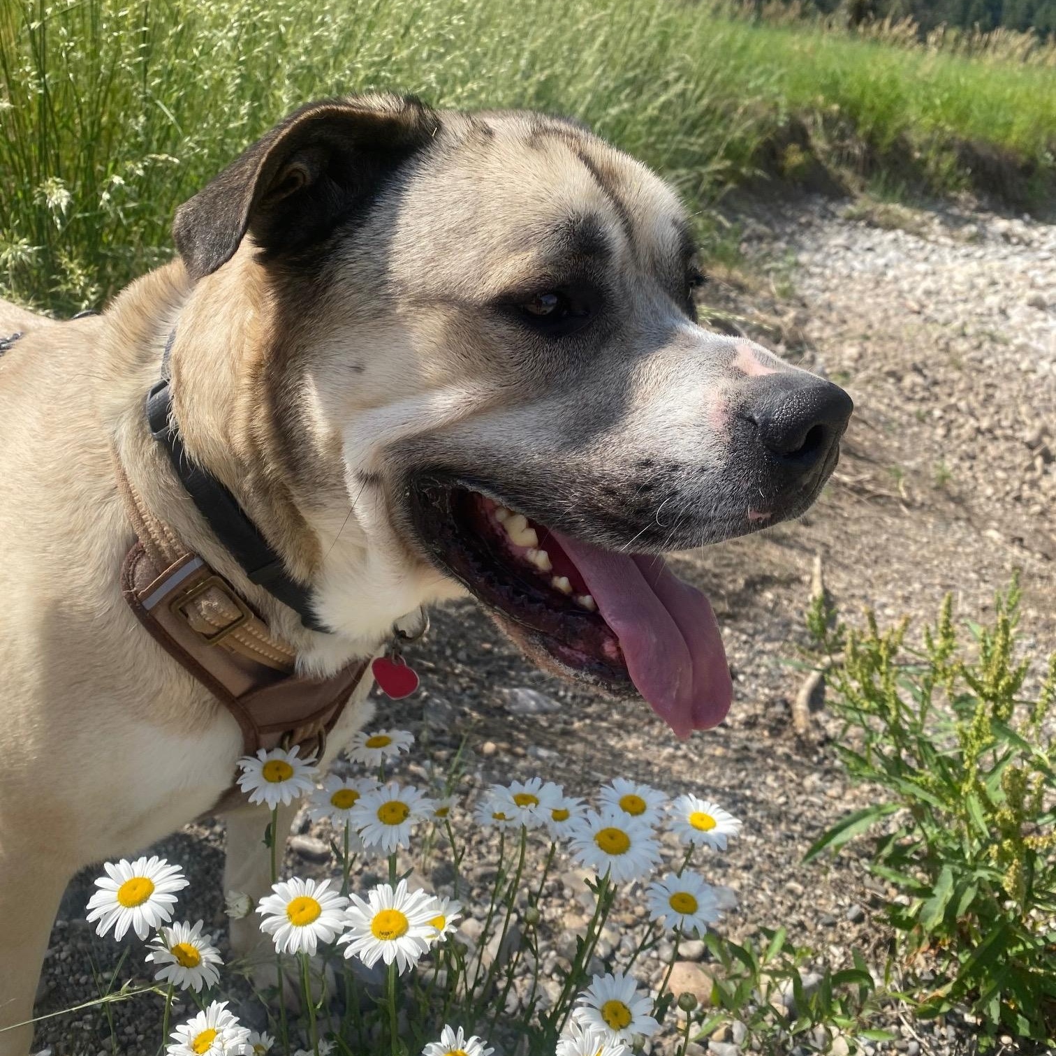 Polo, a Adoptable mixed breed in Thayne, WY image 3/6