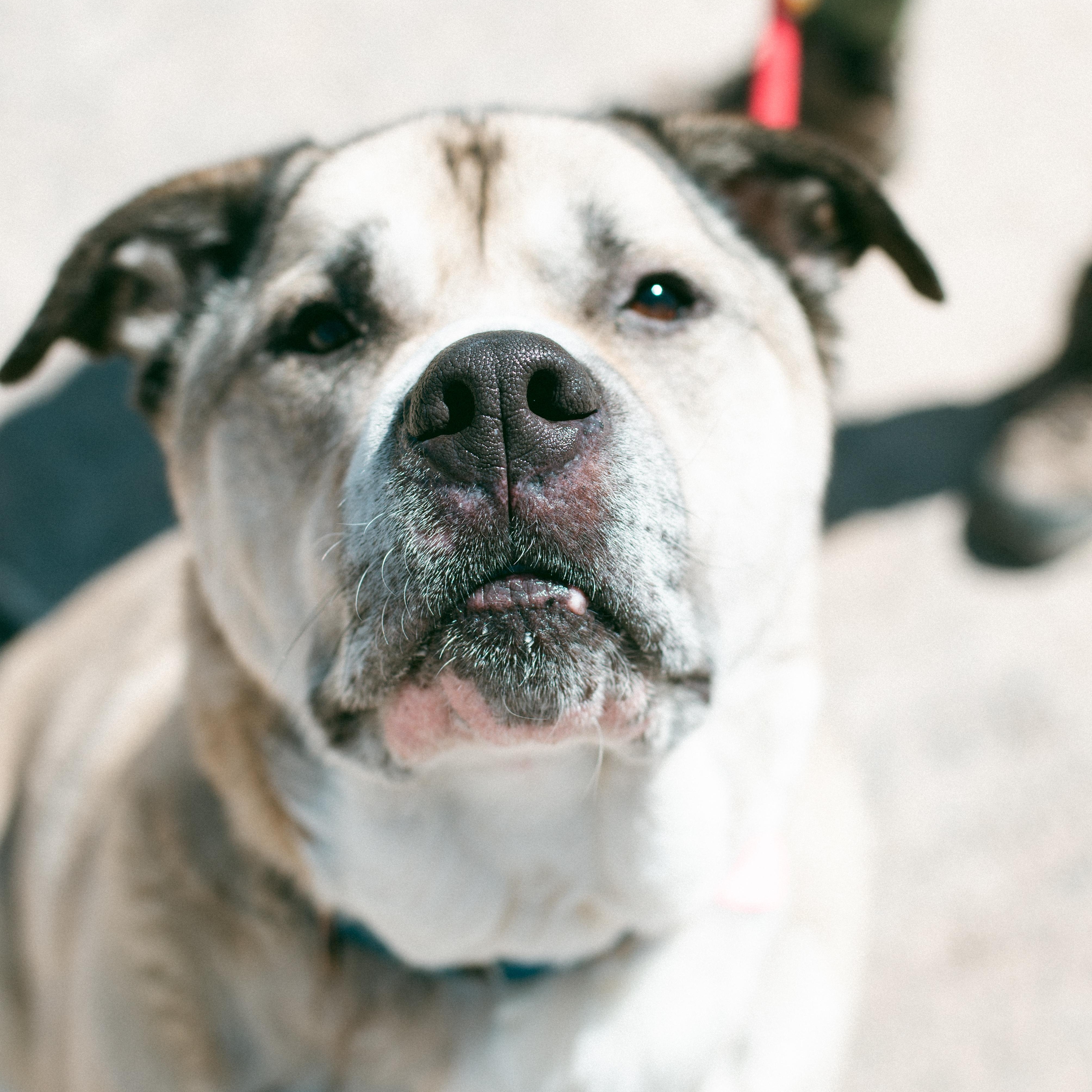 Polo, a Adoptable mixed breed in Thayne, WY image 6/6