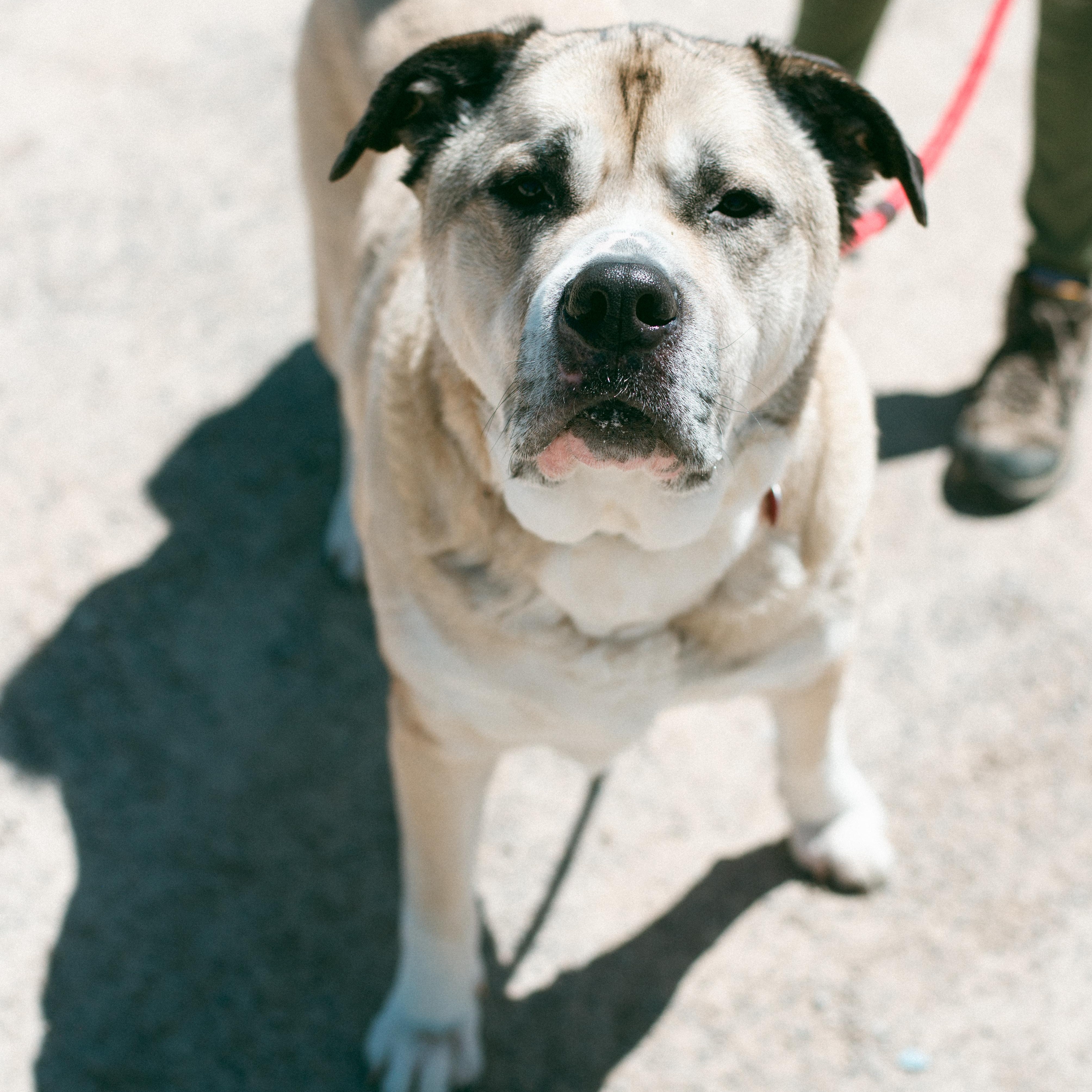 Polo, a Adoptable mixed breed in Thayne, WY image 5/6
