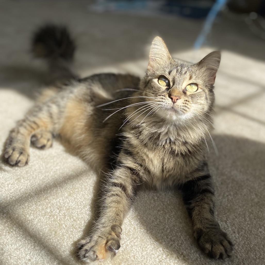 Sylivia "Sylz", a Adoptable mixed breed in Silver Spring, MD image 1/6