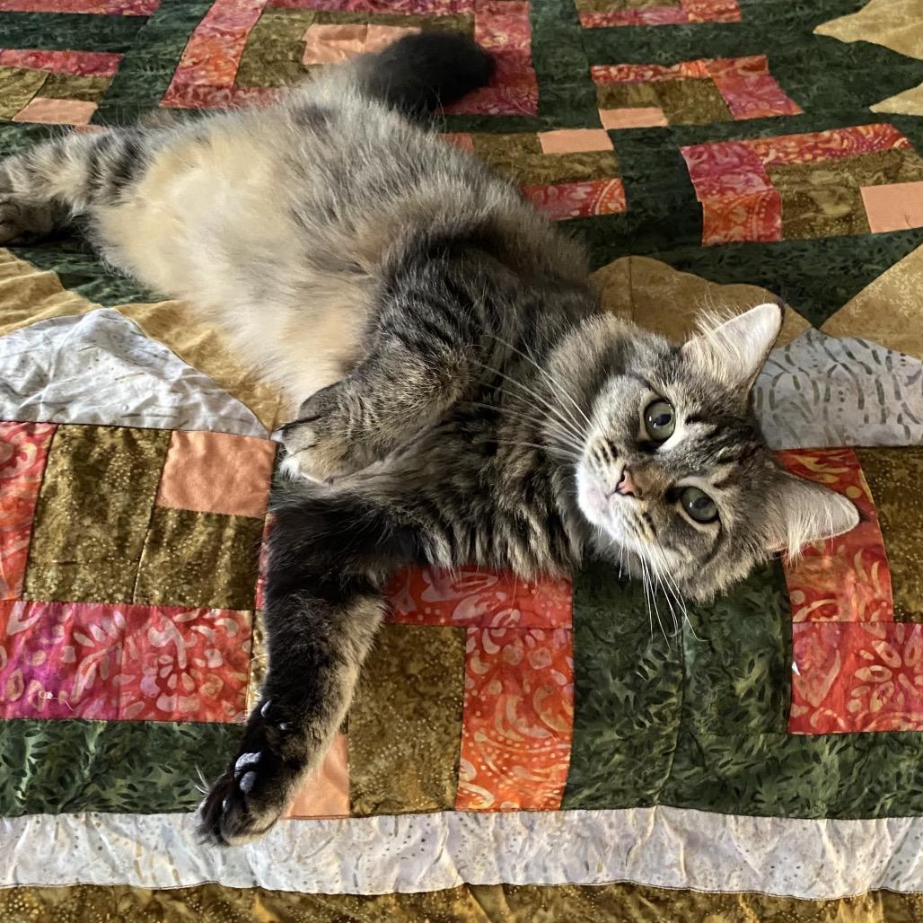Sylivia "Sylz", a Adoptable mixed breed in Silver Spring, MD image 2/6