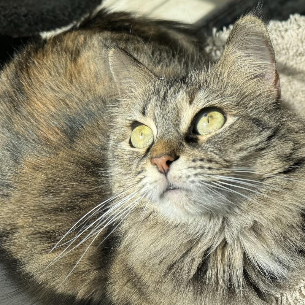 Sylivia "Sylz", a Adoptable mixed breed in Silver Spring, MD image 3/6