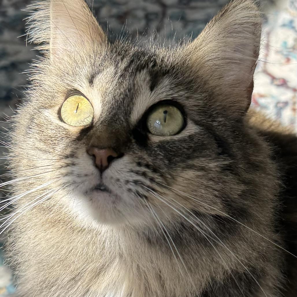 Sylivia "Sylz", a Adoptable mixed breed in Silver Spring, MD image 4/6