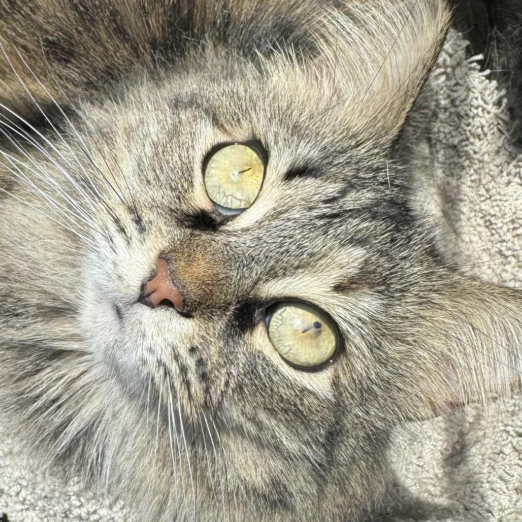 Sylivia "Sylz", a Adoptable mixed breed in Silver Spring, MD image 5/6
