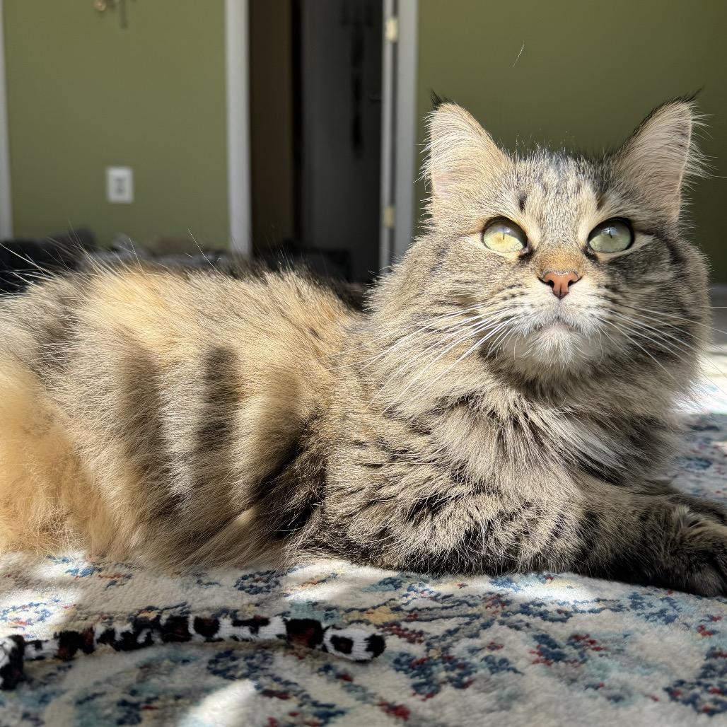 Sylivia "Sylz", a Adoptable mixed breed in Silver Spring, MD image 6/6