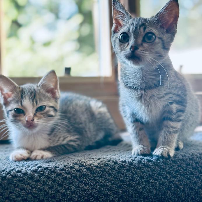 Millie (kitten), Adoptable, Kitten Female Domestic Short Hair.