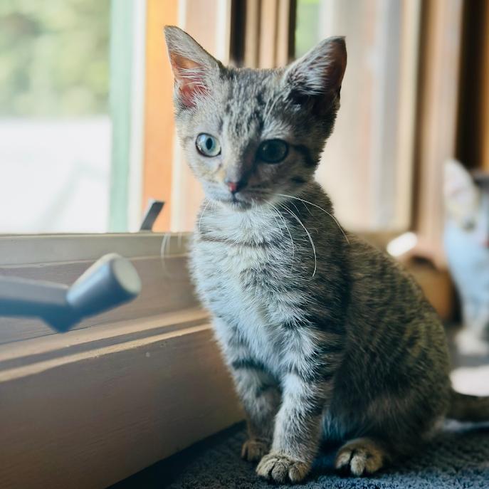 Enlarge Millie (kitten), a Adoptable Domestic Short Hair in Madison, WI image 2/4