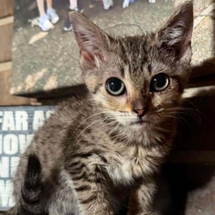 Enlarge Millie (kitten), a Adoptable Domestic Short Hair in Madison, WI image 3/4