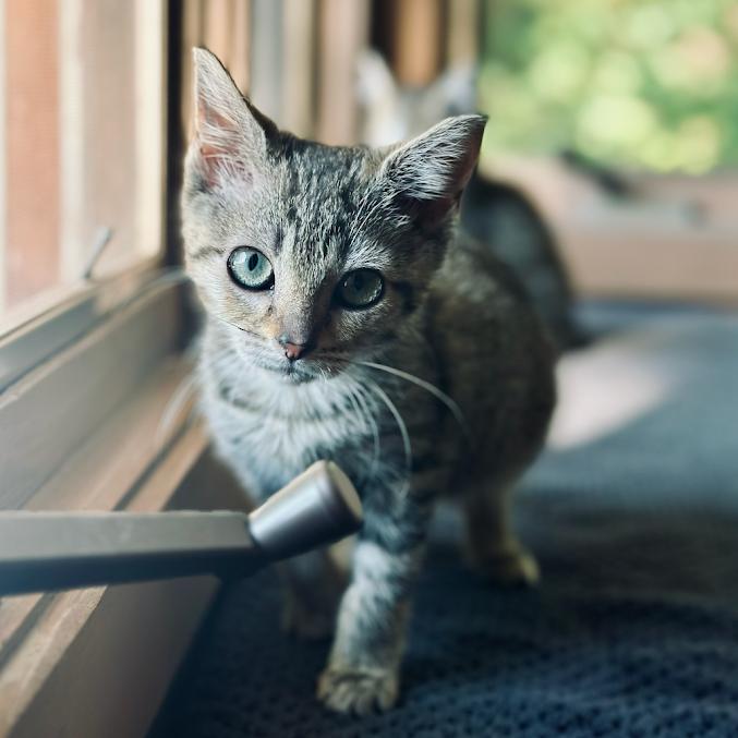 Enlarge Millie (kitten), a Adoptable Domestic Short Hair in Madison, WI image 4/4
