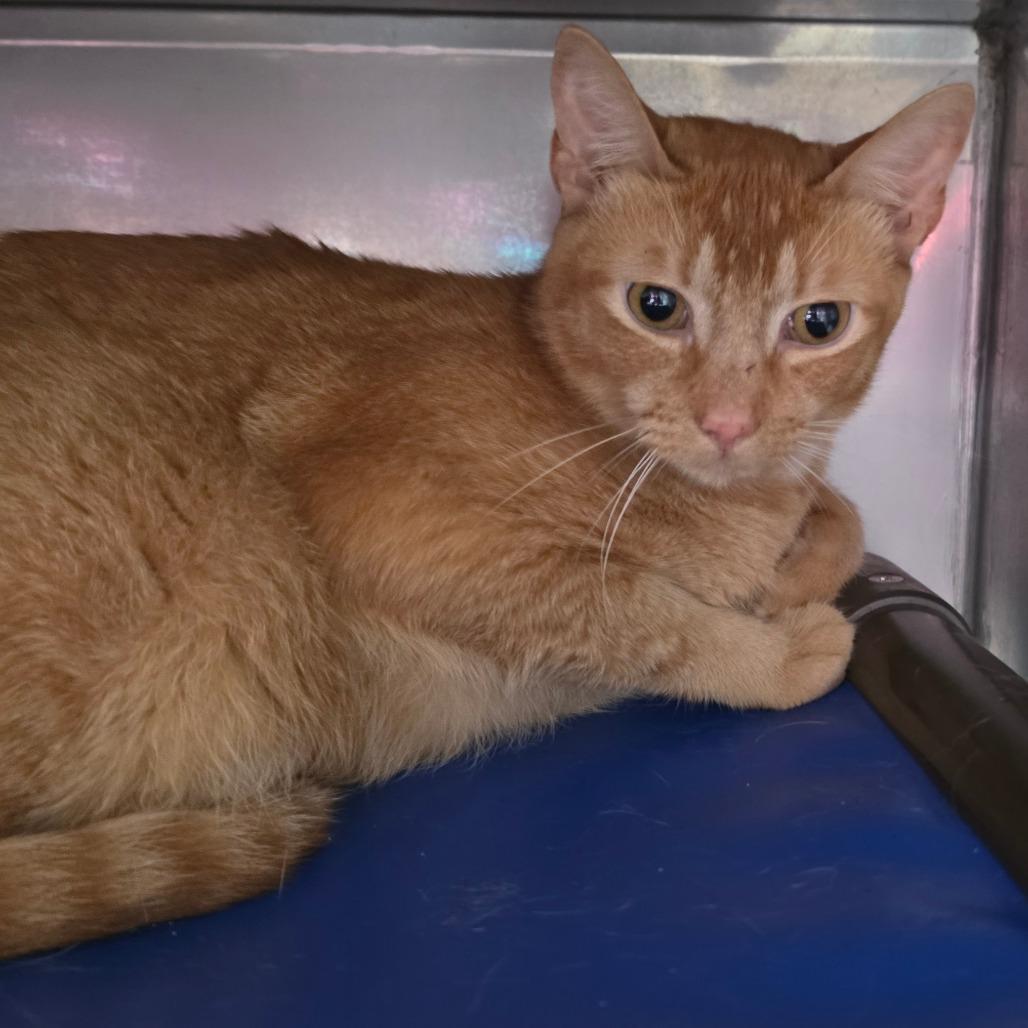 Muffin, Adoptable, Young Female Abyssinian & Domestic Short Hair.