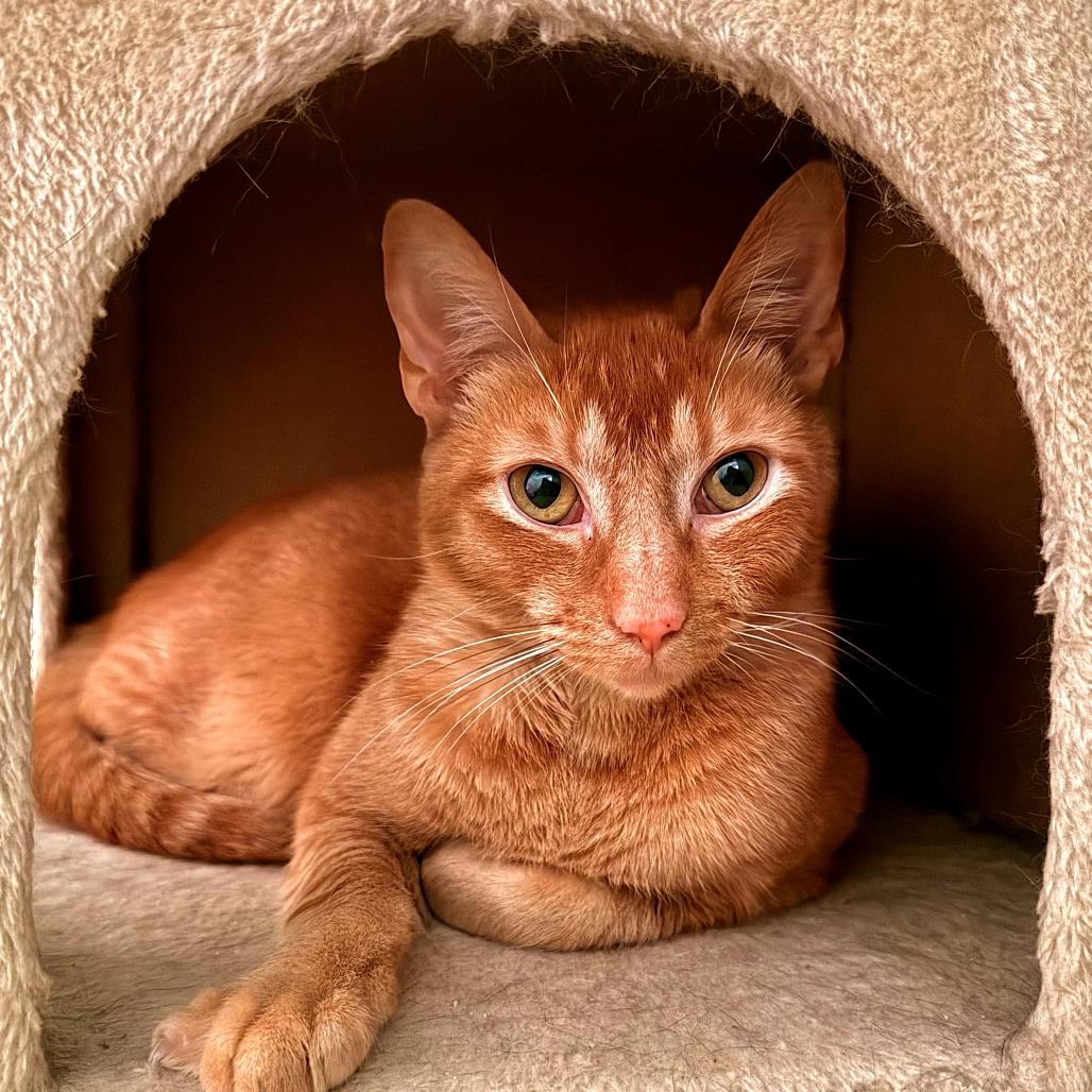 Muffin, a Adoptable mixed breed in Jefferson city, TN image 2/2
