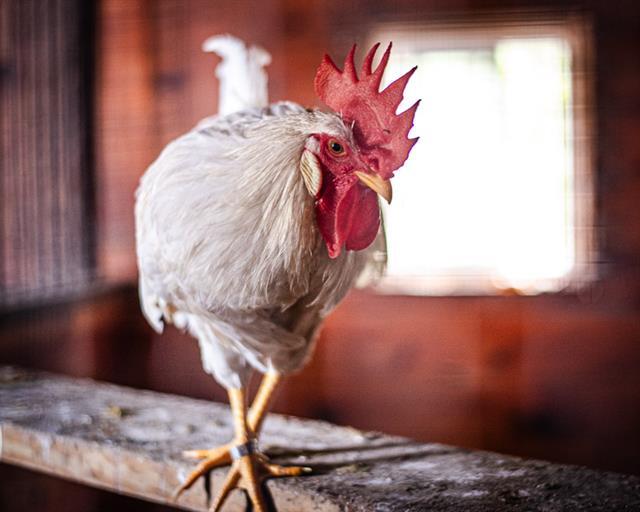 Enlarge BO, a Adoptable Chicken in Dedham, MA image 1/1