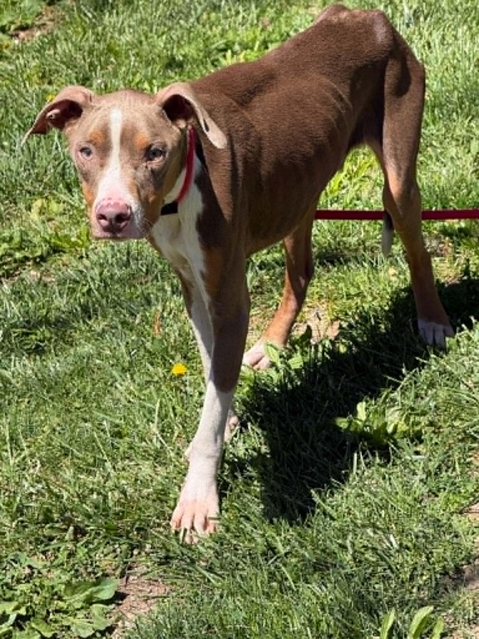 Enlarge Smoke (in a FOSTER home), a ADOPTABLE mixed breed in Springfield, IL image 2/2