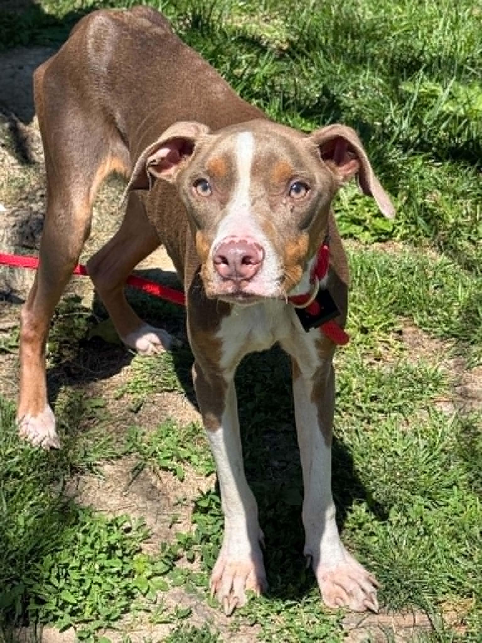 Smoke (in a FOSTER home), ADOPTABLE, Young Male Plott Hound & Vizsla.