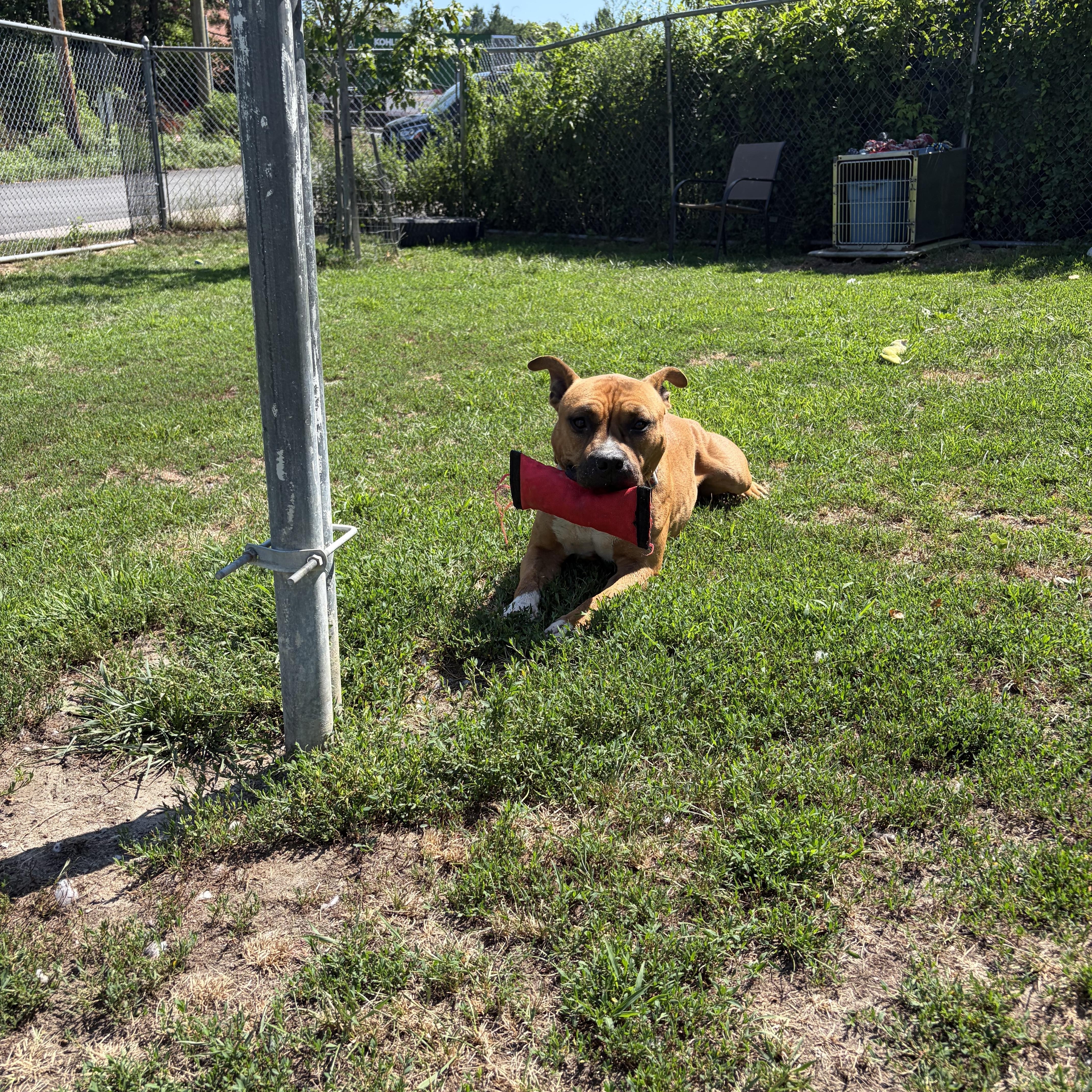 Enlarge Legend, a ADOPTABLE mixed breed in Taunton, MA image 5/5
