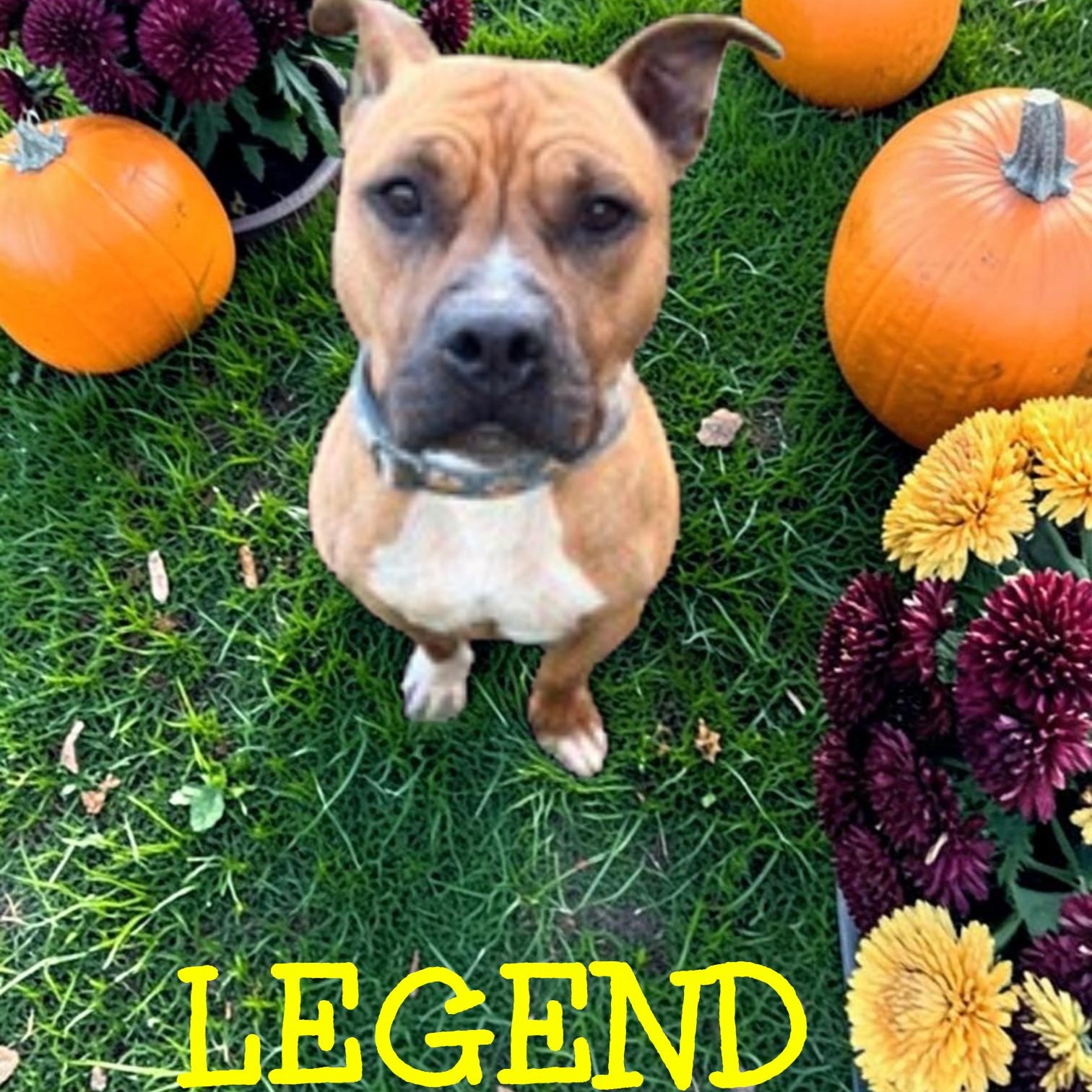 Legend, Adoptable, Adult Male American Staffordshire Terrier.
