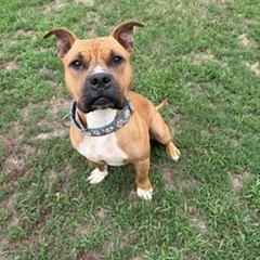 Enlarge Legend, a ADOPTABLE mixed breed in Taunton, MA image 4/5