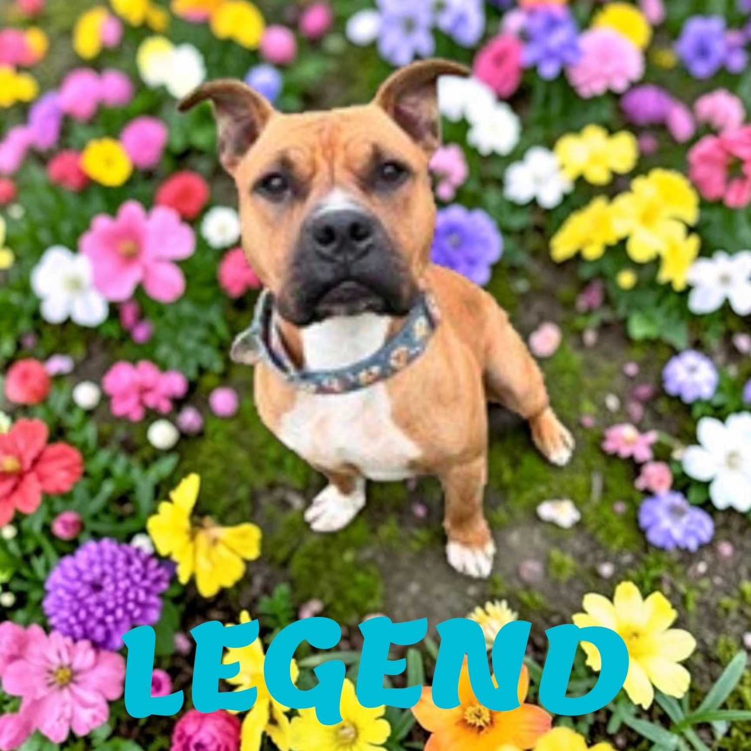 Enlarge Legend, a ADOPTABLE mixed breed in Taunton, MA image 1/5