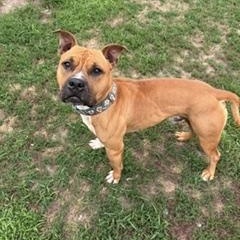 Enlarge Legend, a ADOPTABLE mixed breed in Taunton, MA image 2/5
