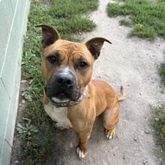 Enlarge Legend, a Adoptable mixed breed in Taunton, MA image 6/6