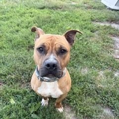 Enlarge Legend, a Adoptable mixed breed in Taunton, MA image 5/6