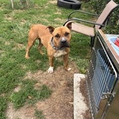Enlarge Legend, a ADOPTABLE mixed breed in Taunton, MA image 3/5