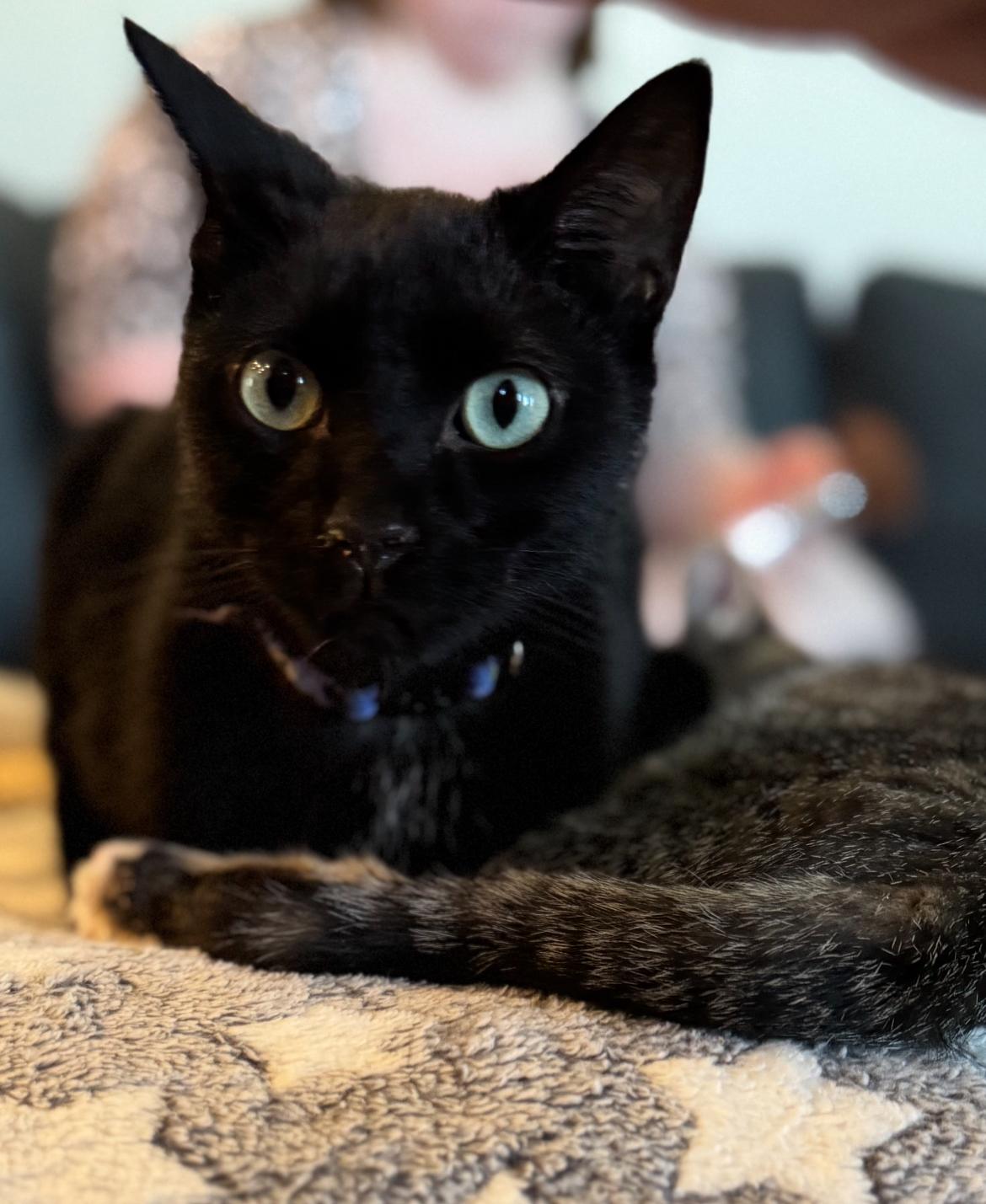 Romaine, a Adoptable Domestic Short Hair in Hillsboro, OR image 1/4