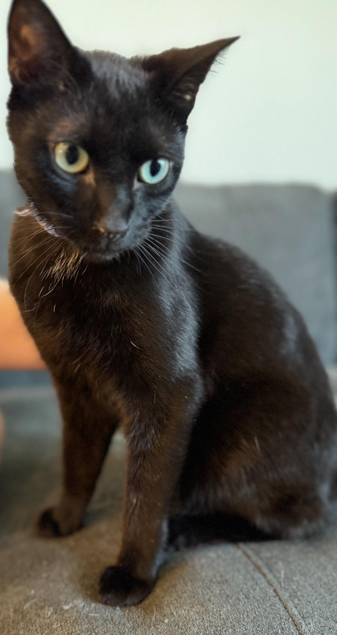 Romaine, a Adoptable Domestic Short Hair in Hillsboro, OR image 2/4