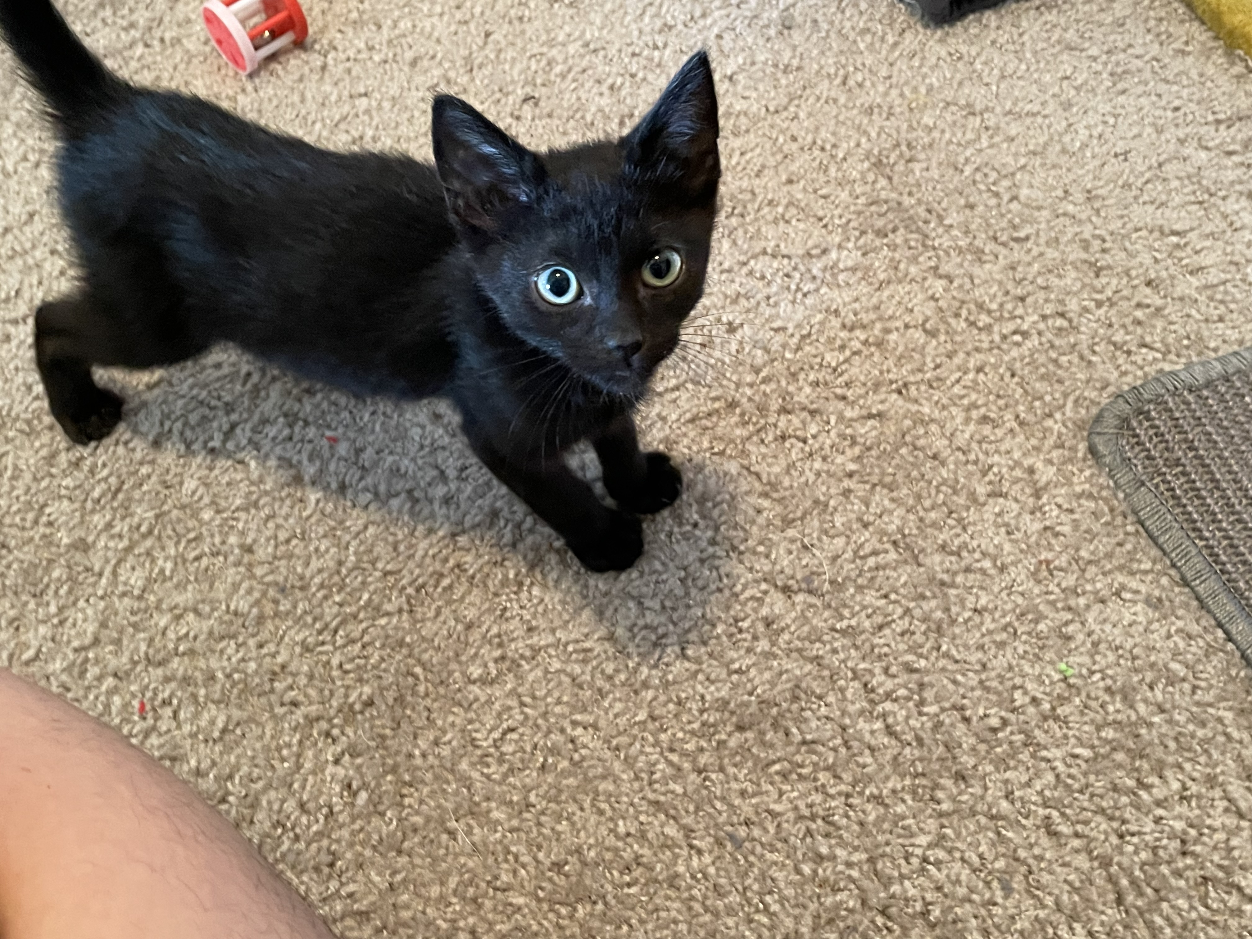 Romaine, a Adoptable Domestic Short Hair in Hillsboro, OR image 4/4