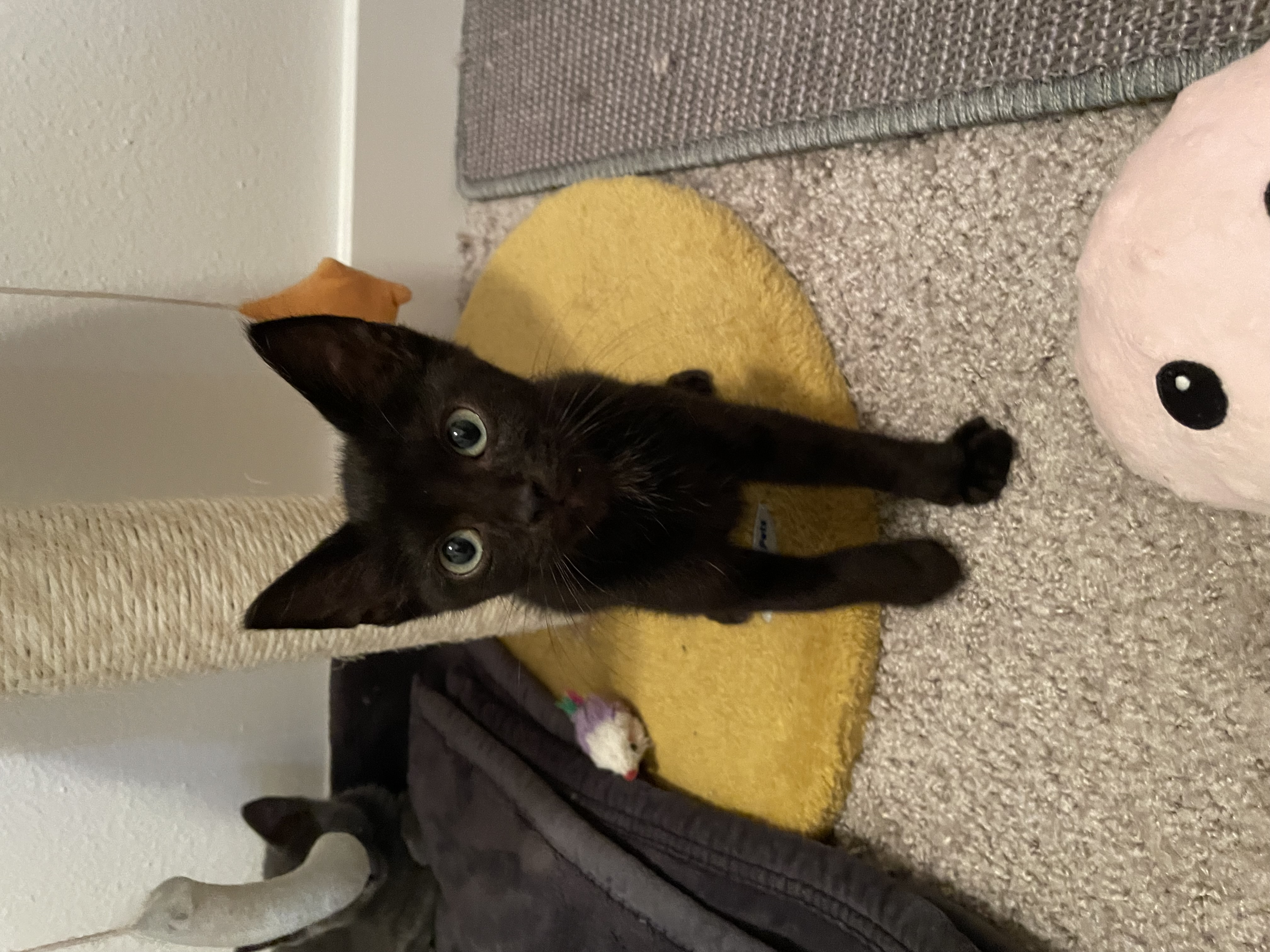 Romaine, a Adoptable Domestic Short Hair in Hillsboro, OR image 3/4