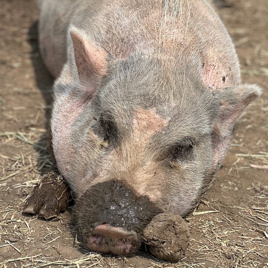 Barbara Ann, Adult Female unknown